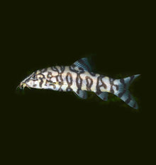 Yoyo Loach For Modern Homes